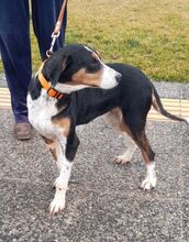 VERONIKA, Hund, Finnische Bracke in Griechenland - Bild 4