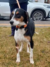 VERONIKA, Hund, Finnische Bracke in Griechenland - Bild 5