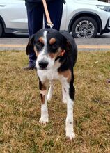 VERONIKA, Hund, Finnische Bracke in Griechenland - Bild 7