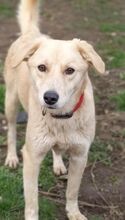RUBYLEE, Hund, Mischlingshund in Griechenland - Bild 10