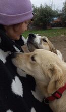 RUBYLEE, Hund, Mischlingshund in Griechenland - Bild 12