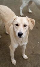 RUBYLEE, Hund, Mischlingshund in Griechenland - Bild 13