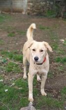 RUBYLEE, Hund, Mischlingshund in Griechenland - Bild 8