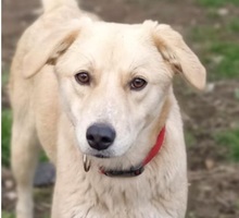 RUBYLEE, Hund, Mischlingshund in Griechenland - Bild 9
