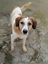 REAMARIE, Hund, Mischlingshund in Griechenland - Bild 10
