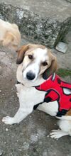 REAMARIE, Hund, Mischlingshund in Griechenland - Bild 11