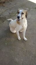 REAMARIE, Hund, Mischlingshund in Griechenland - Bild 12