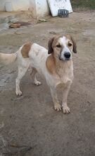 REAMARIE, Hund, Mischlingshund in Griechenland - Bild 13