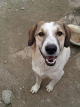 REAMARIE, Hund, Mischlingshund in Griechenland - Bild 14