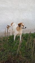 REAMARIE, Hund, Mischlingshund in Griechenland - Bild 9
