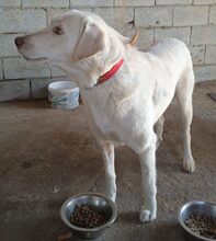 ARCTIC, Hund, Labrador Retriever in Griechenland - Bild 1