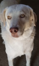 ARCTIC, Hund, Labrador Retriever in Griechenland - Bild 5