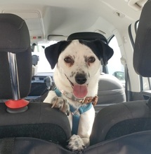 FILOU, Hund, Jack Russel Terrier - Mix in Frankfurt - Bild 1