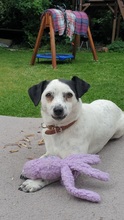 FILOU, Hund, Jack Russel Terrier - Mix in Frankfurt - Bild 10