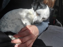 FILOU, Hund, Jack Russel Terrier - Mix in Frankfurt - Bild 11