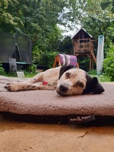 FILOU, Hund, Jack Russel Terrier - Mix in Frankfurt - Bild 12