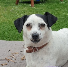 FILOU, Hund, Jack Russel Terrier - Mix in Frankfurt - Bild 13