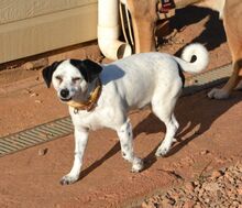 FILOU, Hund, Jack Russel Terrier - Mix in Frankfurt - Bild 15