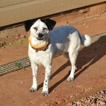 FILOU, Hund, Jack Russel Terrier - Mix in Frankfurt - Bild 16