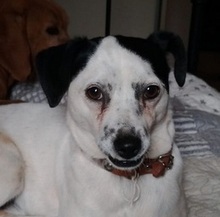 FILOU, Hund, Jack Russel Terrier - Mix in Frankfurt - Bild 17