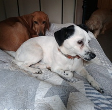 FILOU, Hund, Jack Russel Terrier - Mix in Frankfurt - Bild 18