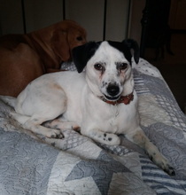 FILOU, Hund, Jack Russel Terrier - Mix in Frankfurt - Bild 19