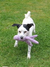 FILOU, Hund, Jack Russel Terrier - Mix in Frankfurt - Bild 2