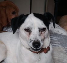 FILOU, Hund, Jack Russel Terrier - Mix in Frankfurt - Bild 20