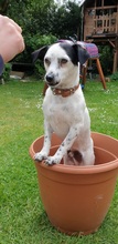FILOU, Hund, Jack Russel Terrier - Mix in Frankfurt - Bild 3