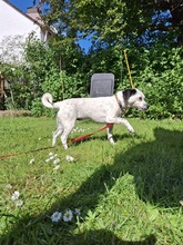 FILOU, Hund, Jack Russel Terrier - Mix in Frankfurt - Bild 4
