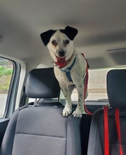 FILOU, Hund, Jack Russel Terrier - Mix in Frankfurt - Bild 5