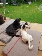 FILOU, Hund, Jack Russel Terrier - Mix in Frankfurt - Bild 6