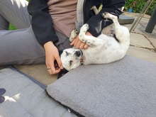 FILOU, Hund, Jack Russel Terrier - Mix in Frankfurt - Bild 8