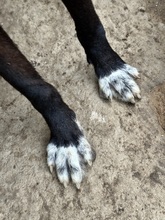 MIDA, Hund, Mischlingshund in Italien - Bild 8