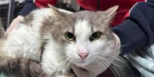 PALLINO, Katze, Langhaarkatze in Italien