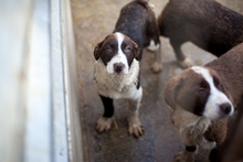 NALA, Hund, Mischlingshund in Duisburg - Bild 5