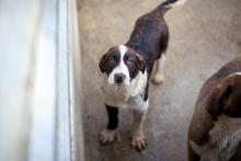 NALA, Hund, Mischlingshund in Duisburg - Bild 6
