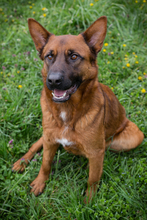 JONES, Hund, Mischlingshund in Kroatien - Bild 4