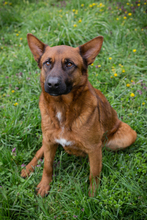 JONES, Hund, Mischlingshund in Kroatien - Bild 5