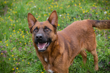 JONES, Hund, Mischlingshund in Kroatien - Bild 6