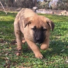 POLINA, Hund, Mischlingshund in Griechenland - Bild 14
