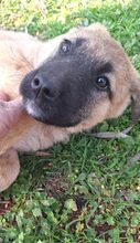 POLINA, Hund, Mischlingshund in Griechenland - Bild 15