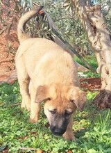 POLINA, Hund, Mischlingshund in Griechenland - Bild 16