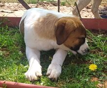 GAIA, Hund, Mischlingshund in Griechenland - Bild 14