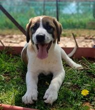 GAIA, Hund, Mischlingshund in Griechenland - Bild 15