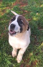 GAIA, Hund, Mischlingshund in Griechenland - Bild 18