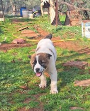 GAIA, Hund, Mischlingshund in Griechenland - Bild 19