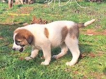 GAIA, Hund, Mischlingshund in Griechenland - Bild 20