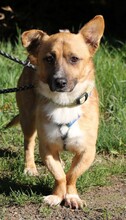 SUNNY, Hund, Dackel in Lehrte - Bild 10