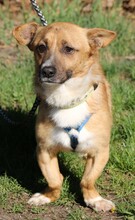 SUNNY, Hund, Dackel in Lehrte - Bild 11